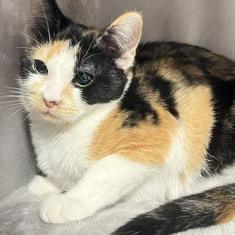 Princess thumbnail 2