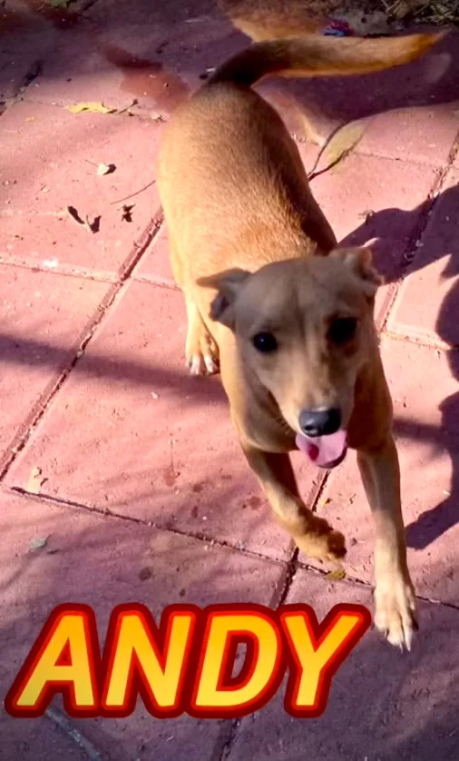Andy