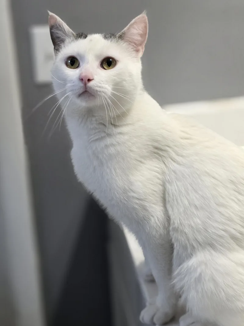 A young medium-sized male White Domestic Short Hair cat named Edgar for adoption in Bristol, TN