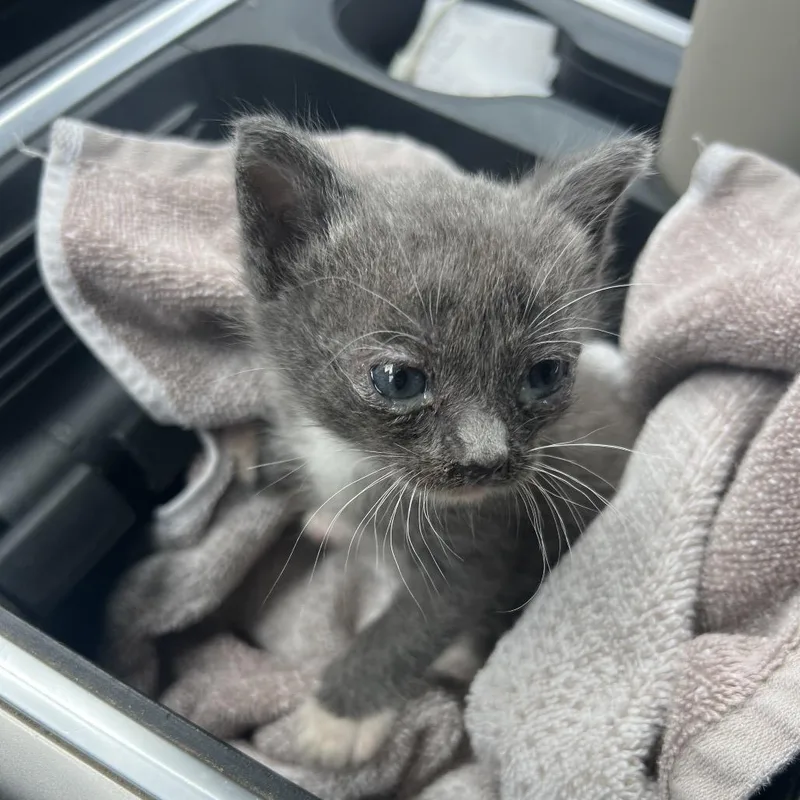 A baby small-sized male Gray / Blue / Silver Domestic Short Hair cat named Hazelnut for adoption in Lake Jackson, TX