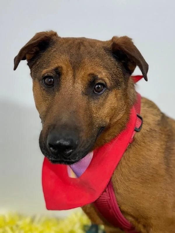 A young large-sized male Red / Chestnut / Orange Rhodesian Ridgeback dog named Alvin for adoption in Carlsbad, CA