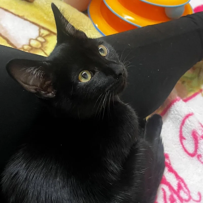 Passenger thumbnail 2