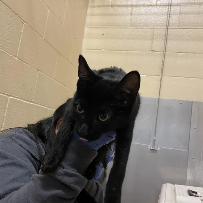 Passenger thumbnail 4