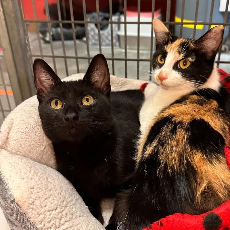 Passenger thumbnail 5