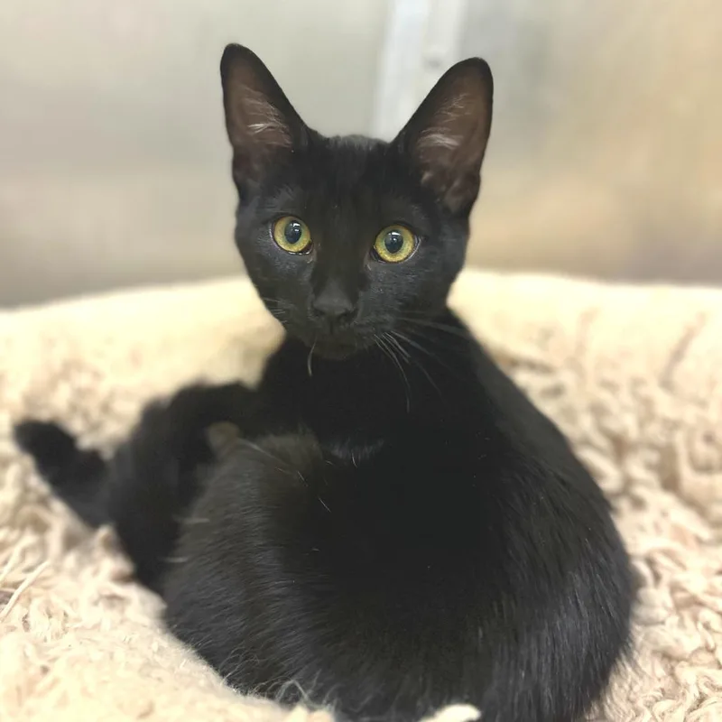 Passenger thumbnail 6