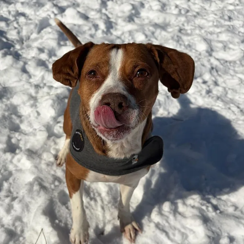 Cauliflower thumbnail 5