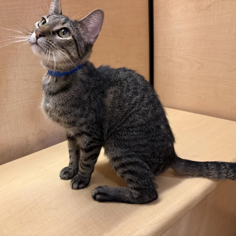 An adult medium-sized male Brown / Chocolate Domestic Short Hair cat named Hercules for adoption in Saint Louis, MO
