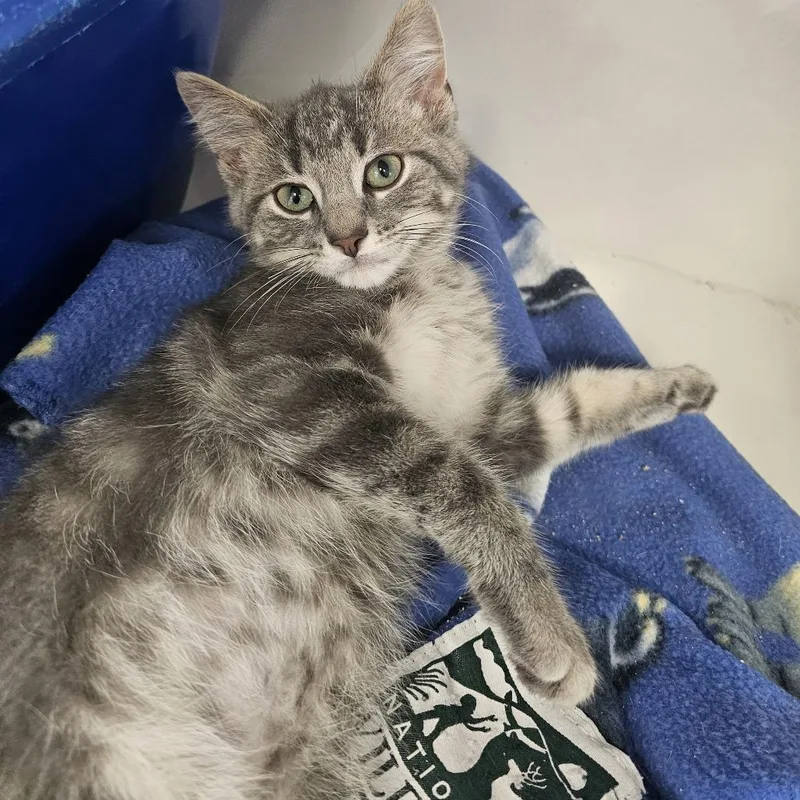A baby small-sized male Gray / Blue / Silver Domestic Short Hair cat named Triton for adoption in Monroe, MI