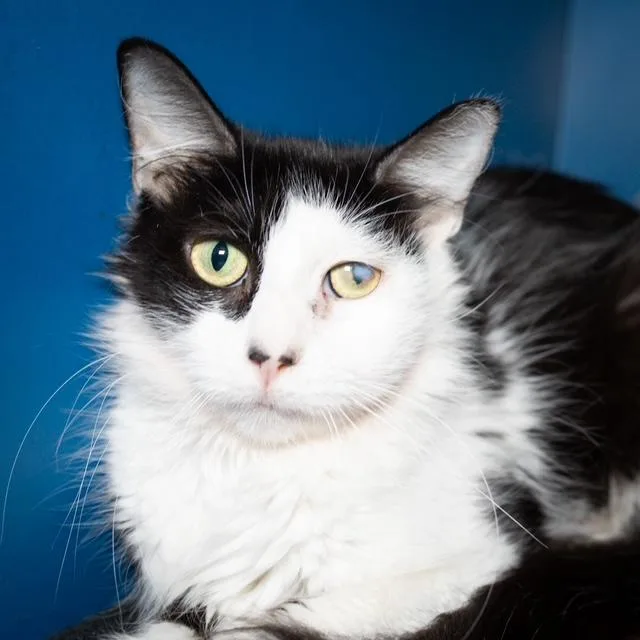 A young small-sized female Domestic Short Hair cat named Lola for adoption in Boston, MA