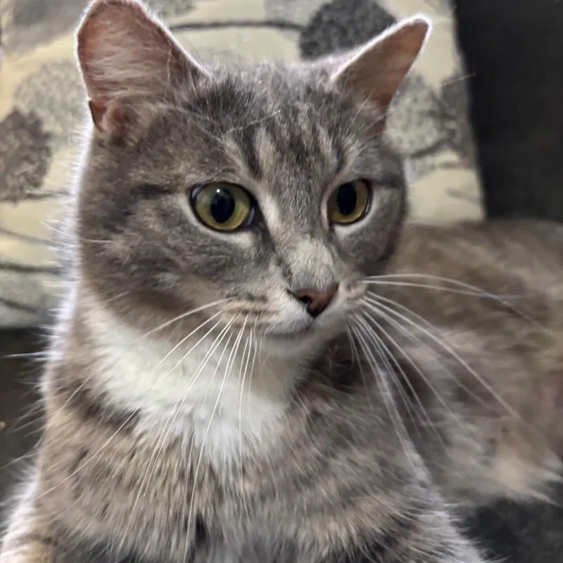 A young small-sized female Gray / Blue / Silver Domestic Short Hair cat named Panca for adoption in Shelbyville, IN