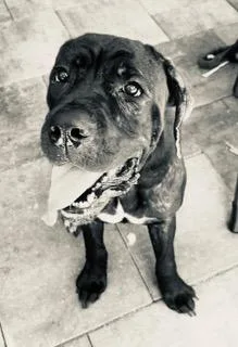 A young large-sized female Black Cane Corso dog named Raven for adoption in Longwood, FL