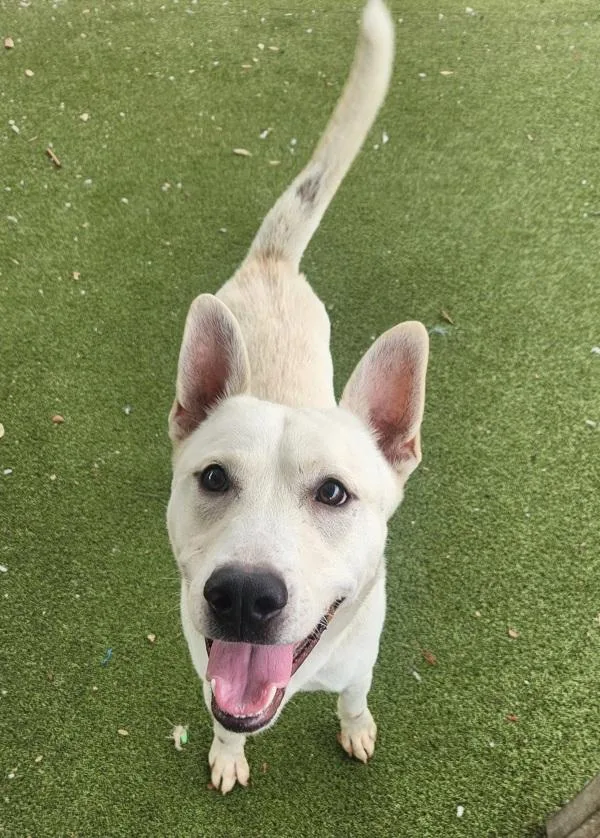 An adult large-sized male Siberian Husky dog named Palomo for adoption in Austin, TX