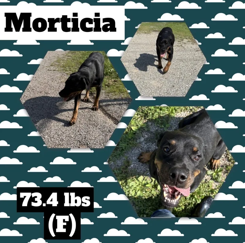 Morticia