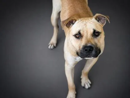 An adult medium-sized male American Bulldog dog named Karma for adoption in Bowling Green, KY