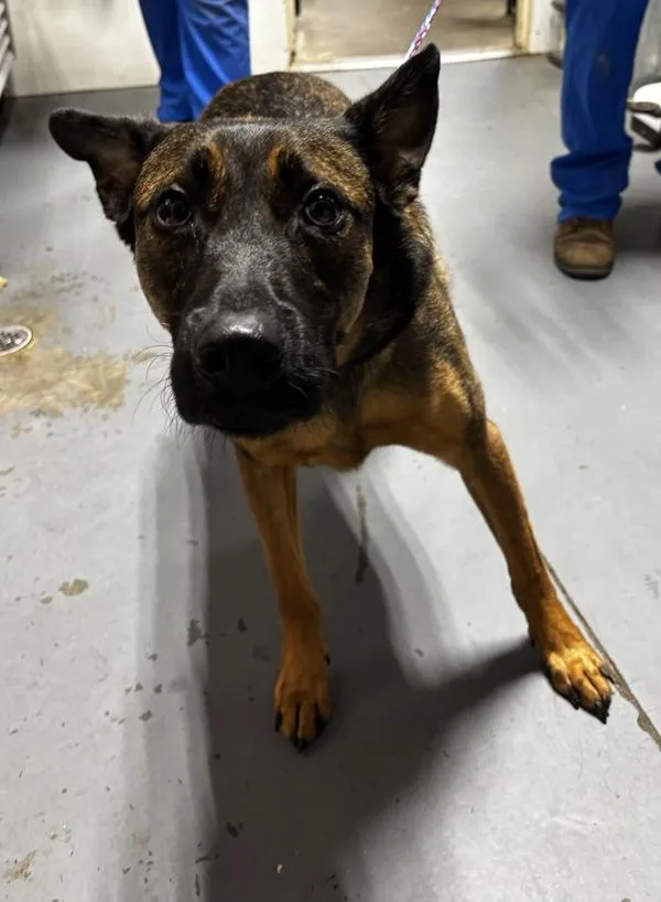 An adult large-sized male German Shepherd Dog dog named Ryan for adoption in Dallas, GA