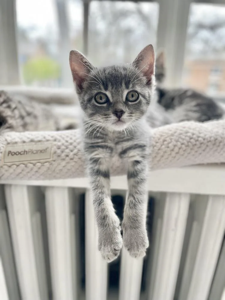 A baby small-sized female Gray / Blue / Silver Domestic Short Hair cat named Honeydew for adoption in Plymouth, MI