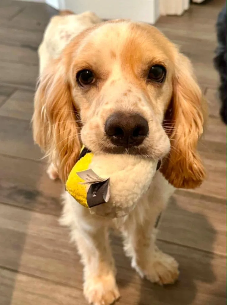 A young small-sized male Cocker Spaniel dog named Julius for adoption in Austin, TX