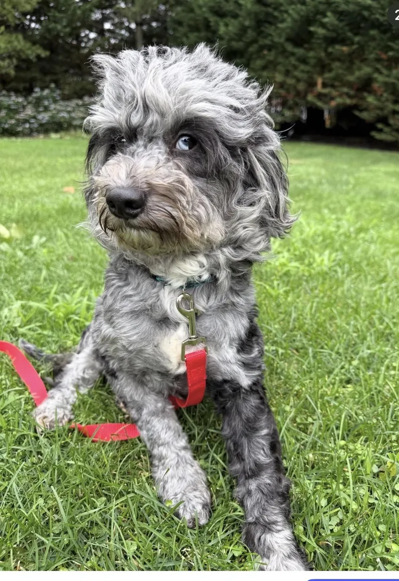 Slate