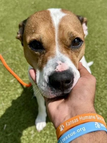 An adult medium-sized female White / Cream Mixed Breed dog named Tater for adoption in Wichita, KS