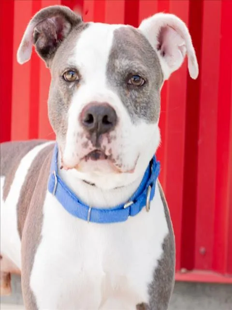An adult large-sized male Pit Bull Terrier dog named Raisin for adoption in Tracy, CA
