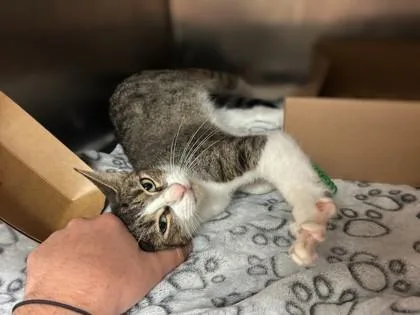 An adult medium-sized female Domestic Short Hair cat named Amy for adoption in Largo, FL