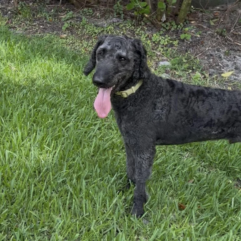 An adult medium-sized male Black Labradoodle dog named Kyroflorida for adoption in Houston, TX