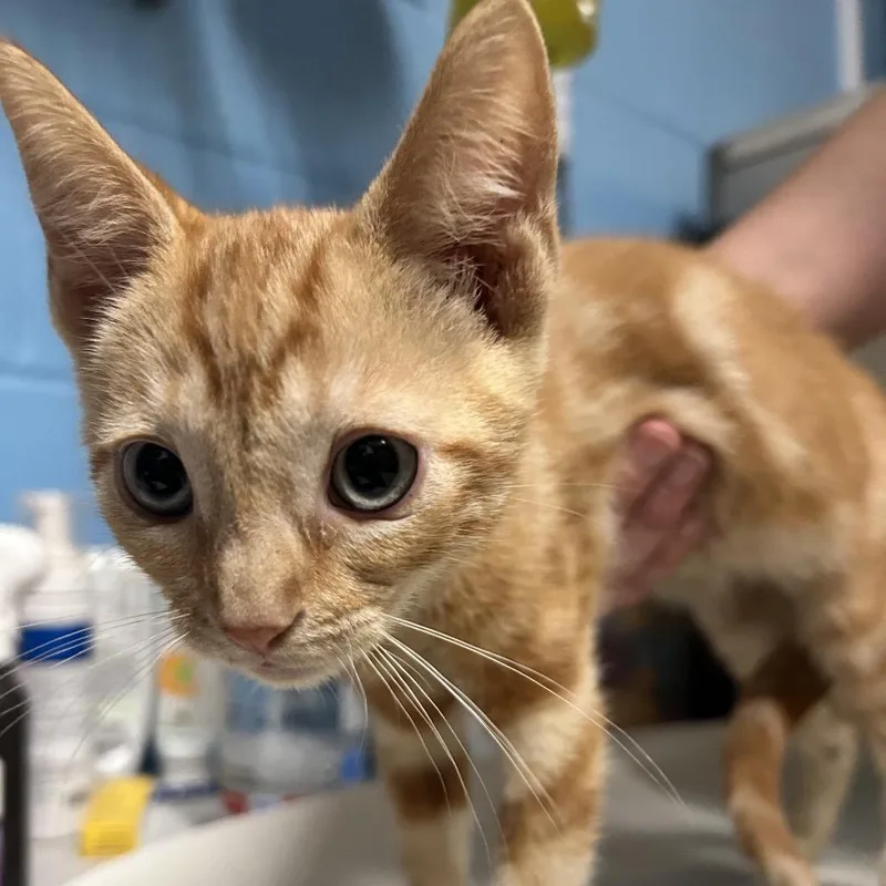 A baby small-sized male Orange / Red Domestic Short Hair cat named Luigi for adoption in Newport, NC
