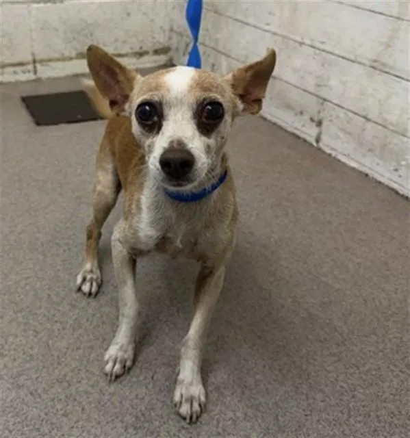 A senior small-sized male Chihuahua dog named Leo for adoption in San Bernardino, CA