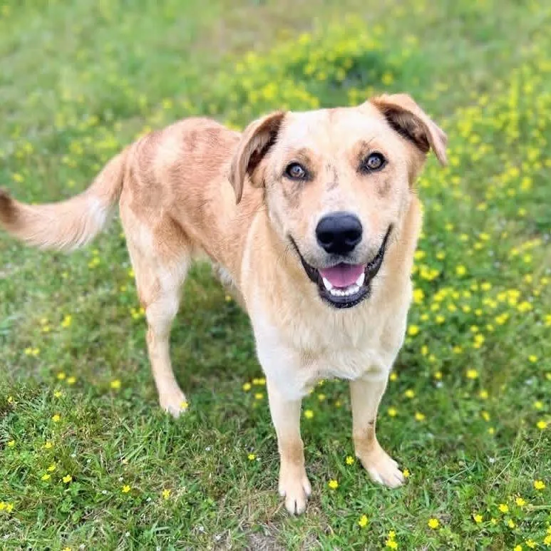 A young large-sized male Golden Retriever dog named Churro Ii for adoption in Little Rock, AR