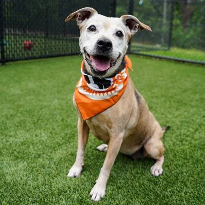 A senior medium-sized female Yellow / Tan / Blond / Fawn Labrador Retriever dog named Ambree for adoption in Atlanta, GA