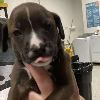 Radookie thumbnail 2