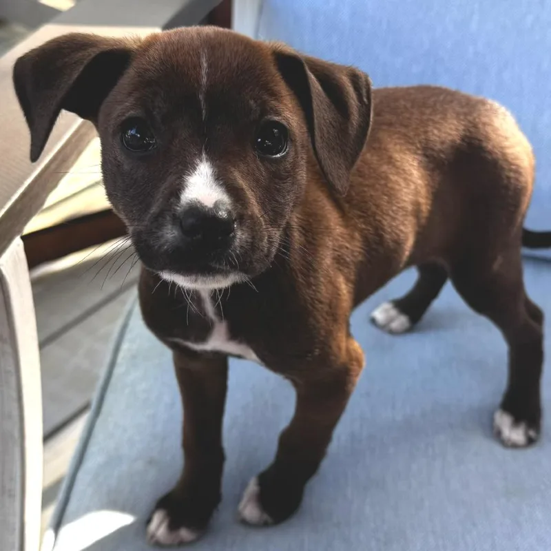 Radookie thumbnail 3