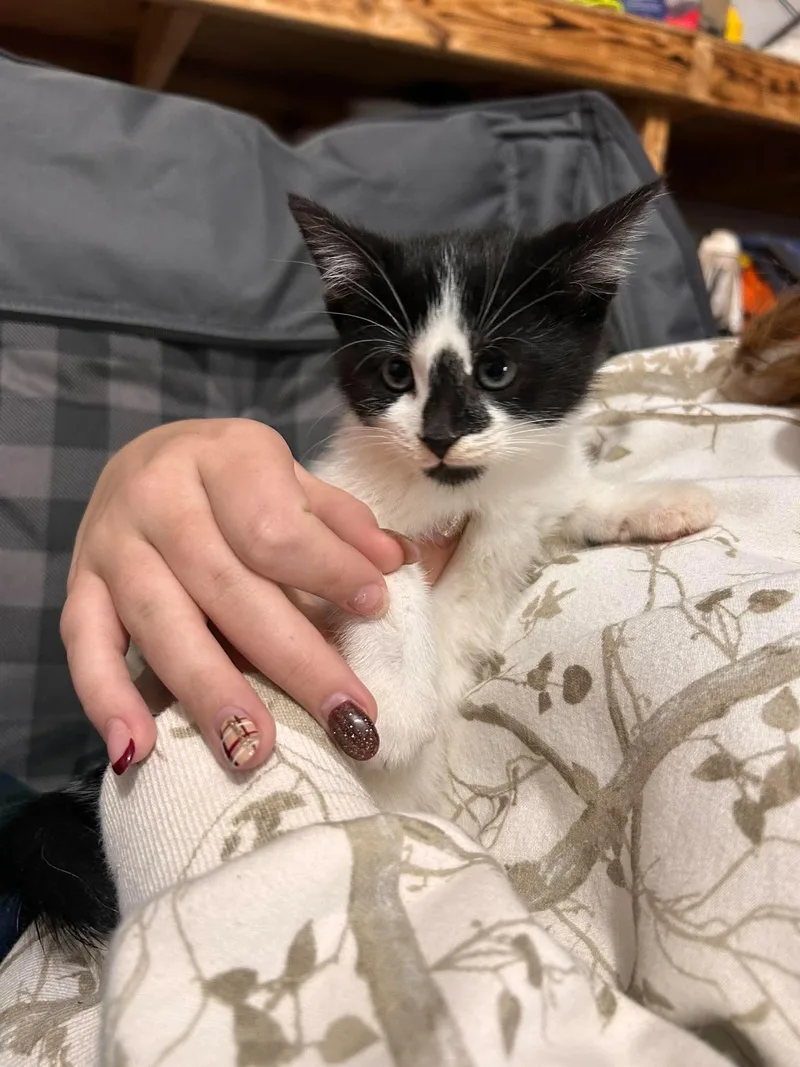 A baby medium-sized female Orange & White Domestic Short Hair cat named Oreo for adoption in Detroit, MI