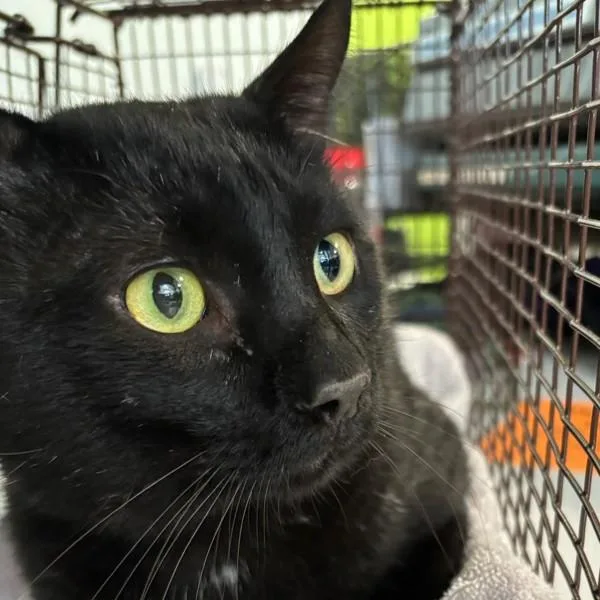 An adult small-sized male Domestic Short Hair cat named William for adoption in Des Moines, IA