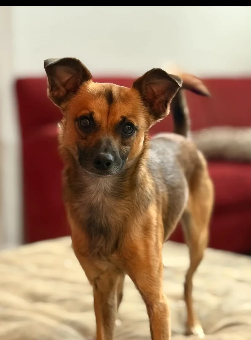 An adult small-sized male Chihuahua dog named Mr Wilson for adoption in Holly Springs, NC