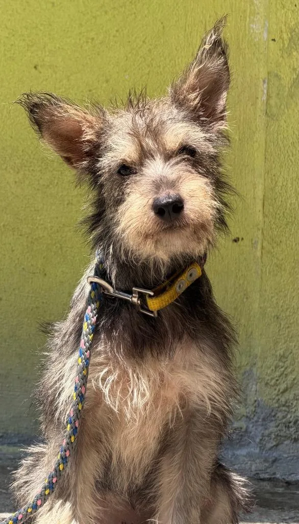 A baby small-sized female Australian Terrier dog named Frida for adoption in San Diego, CA