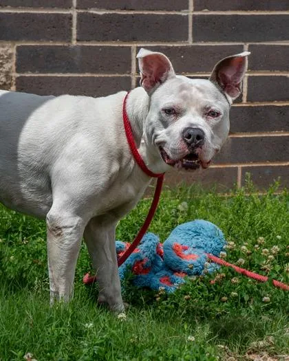 An adult large-sized male Mixed Breed dog named Osmond for adoption in Chamblee, GA