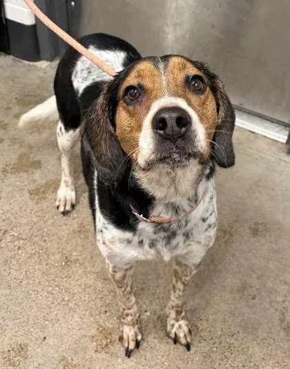 A young medium-sized female Brown / Chocolate English Coonhound dog named Bailey for adoption in Cleveland, OH
