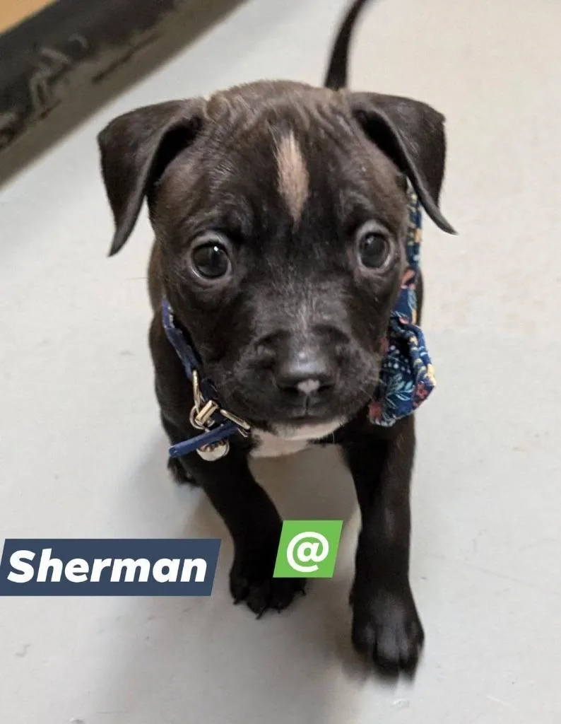 Sherman thumbnail 3
