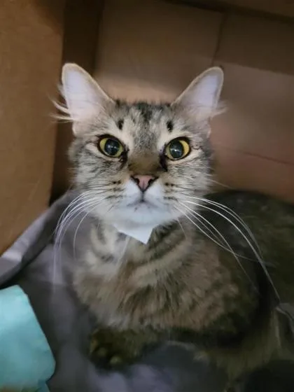 An adult large-sized female Domestic Long Hair cat named Cindy for adoption in Largo, FL