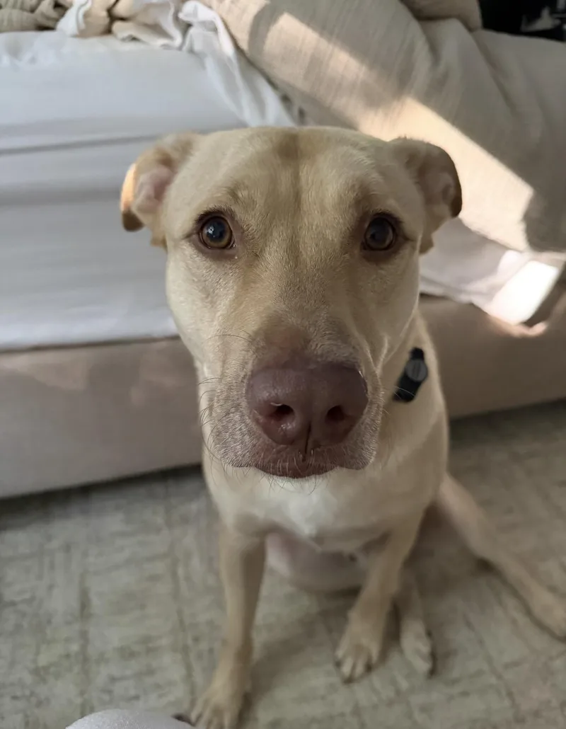 An adult large-sized male Mixed Breed dog named BuckTraining school graduate seeks for adoption in Conway, SC
