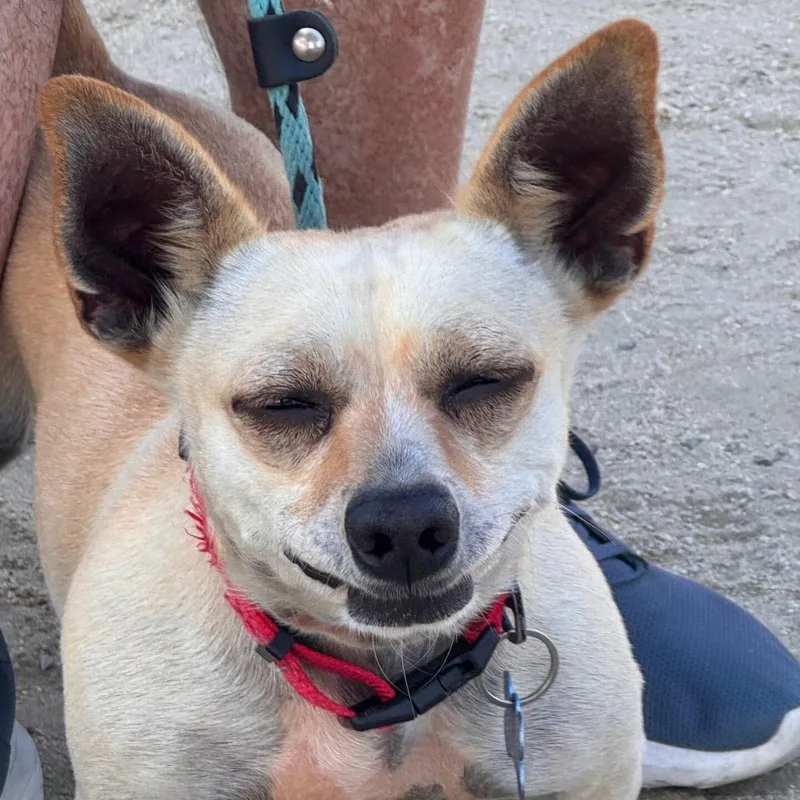 An adult small-sized male Yellow / Tan / Blond / Fawn Chihuahua dog named Hudson Chino Hills for adoption in Chino Hills, CA