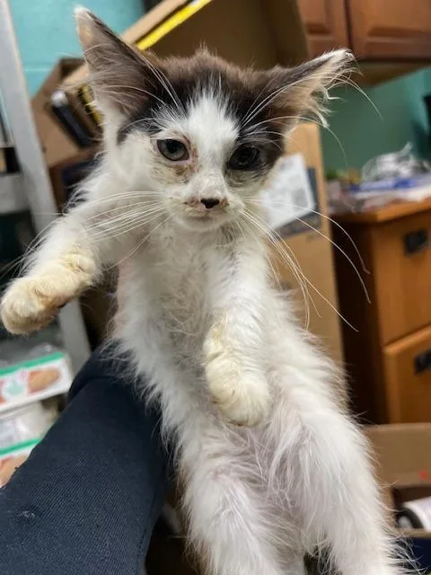 A baby small-sized female Domestic Short Hair cat named Fern  EOD for adoption in Chickamauga , GA