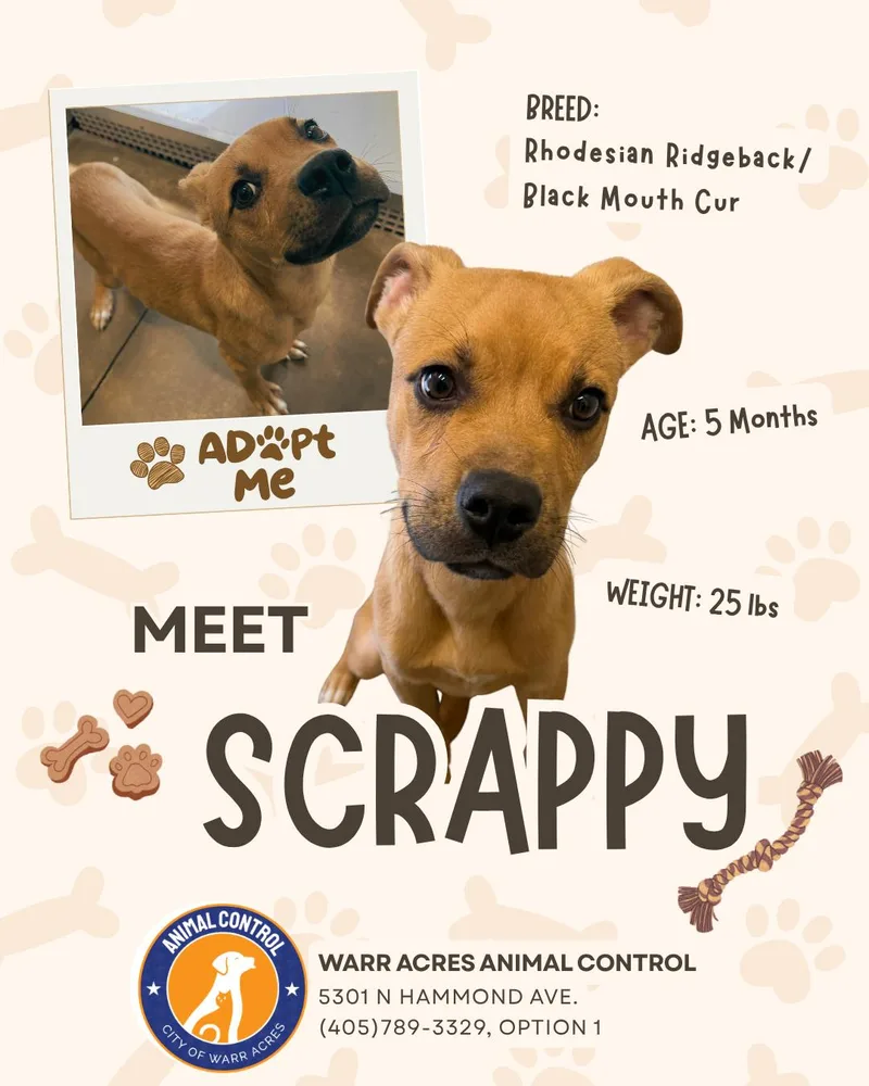A young medium-sized male Rhodesian Ridgeback dog named Scrappy for adoption in Warr Acres, OK