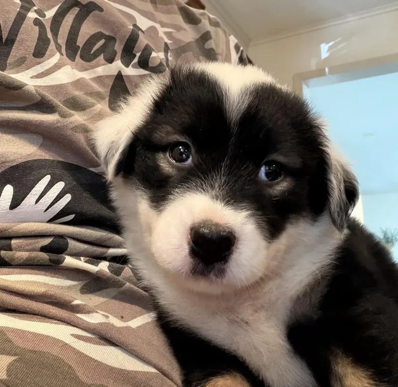 A baby medium-sized female Tricolor (Brown, Black, & White) Labrador Retriever dog named Sierra Wardell Pups for adoption in Horn Lake, MS