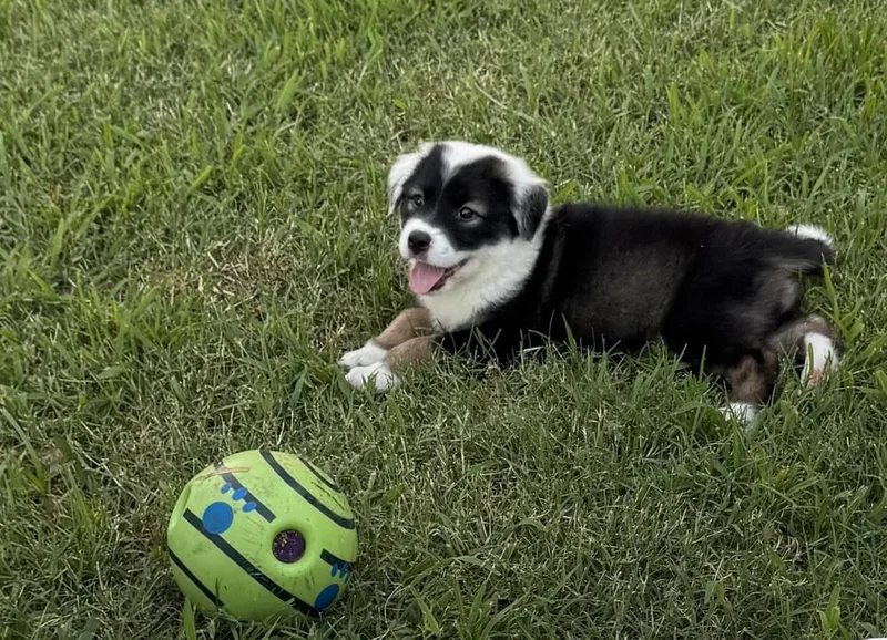 Sierra  Wardell Pups thumbnail 2