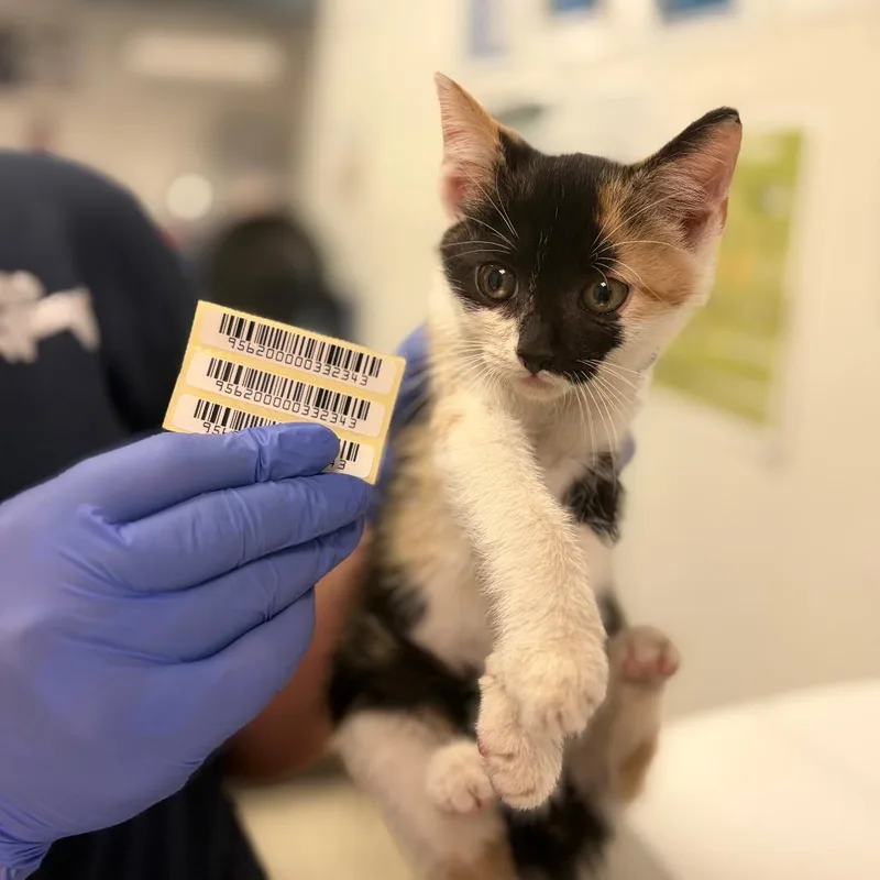 A baby small-sized female Calico Domestic Medium Hair cat named Kali for adoption in Charleston, WV