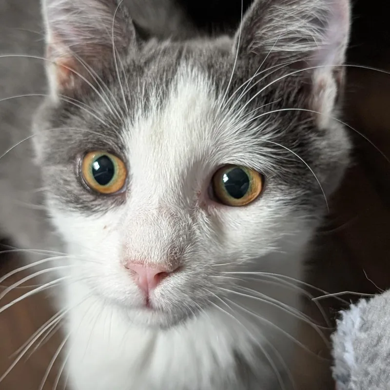 A young small-sized male Gray / Blue / Silver Domestic Short Hair cat named Zelle for adoption in Gibsonia, PA