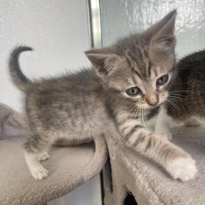 A baby small-sized male Gray / Blue / Silver Domestic Short Hair cat named Uno Card for adoption in Austin, TX