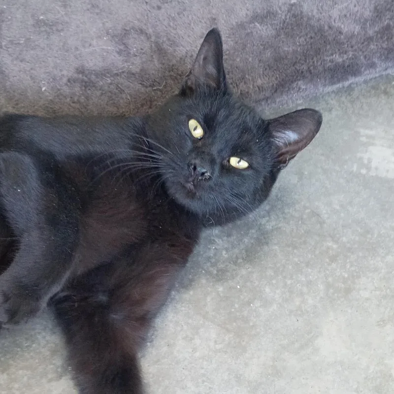 Loki